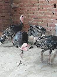 Turkey