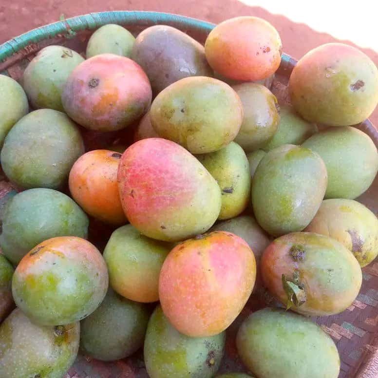 Mango