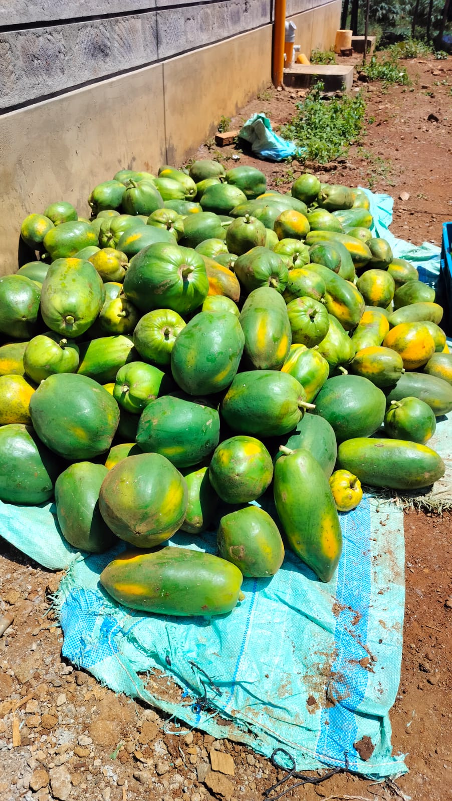 Medium Red-ish Pawpaw (12 pack 2kg each)