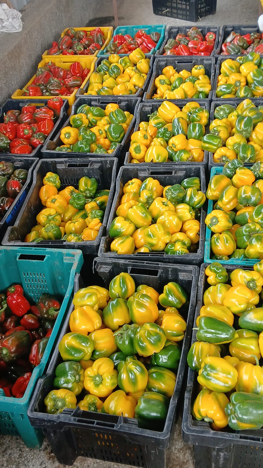 Capsicums(KG)