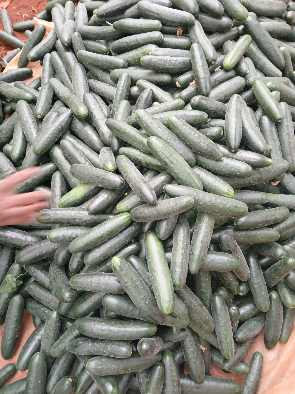 Cucumber(KG)