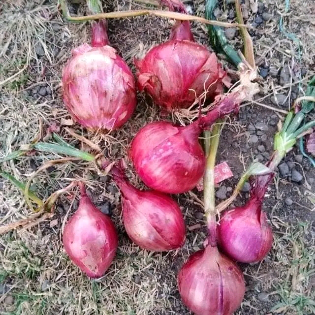 Red Onions (Kg)