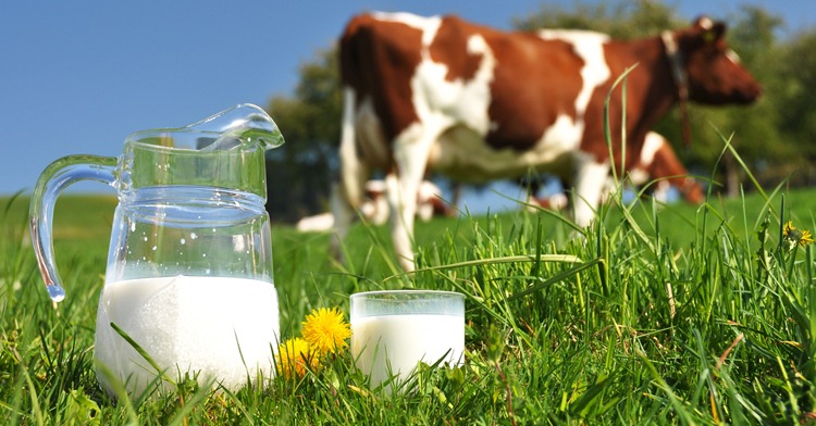 Fresh Organic Milk