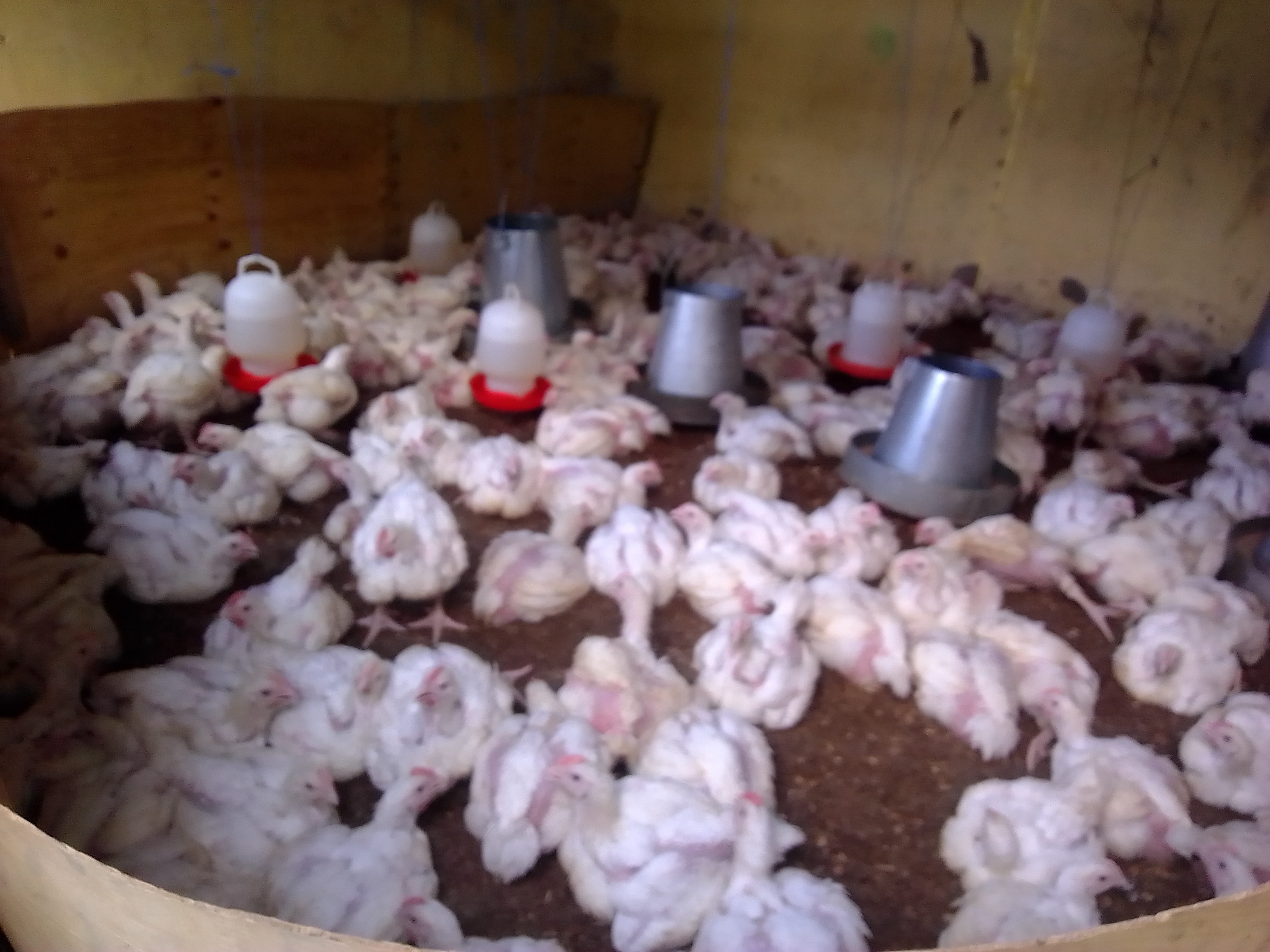 Broiler chicken