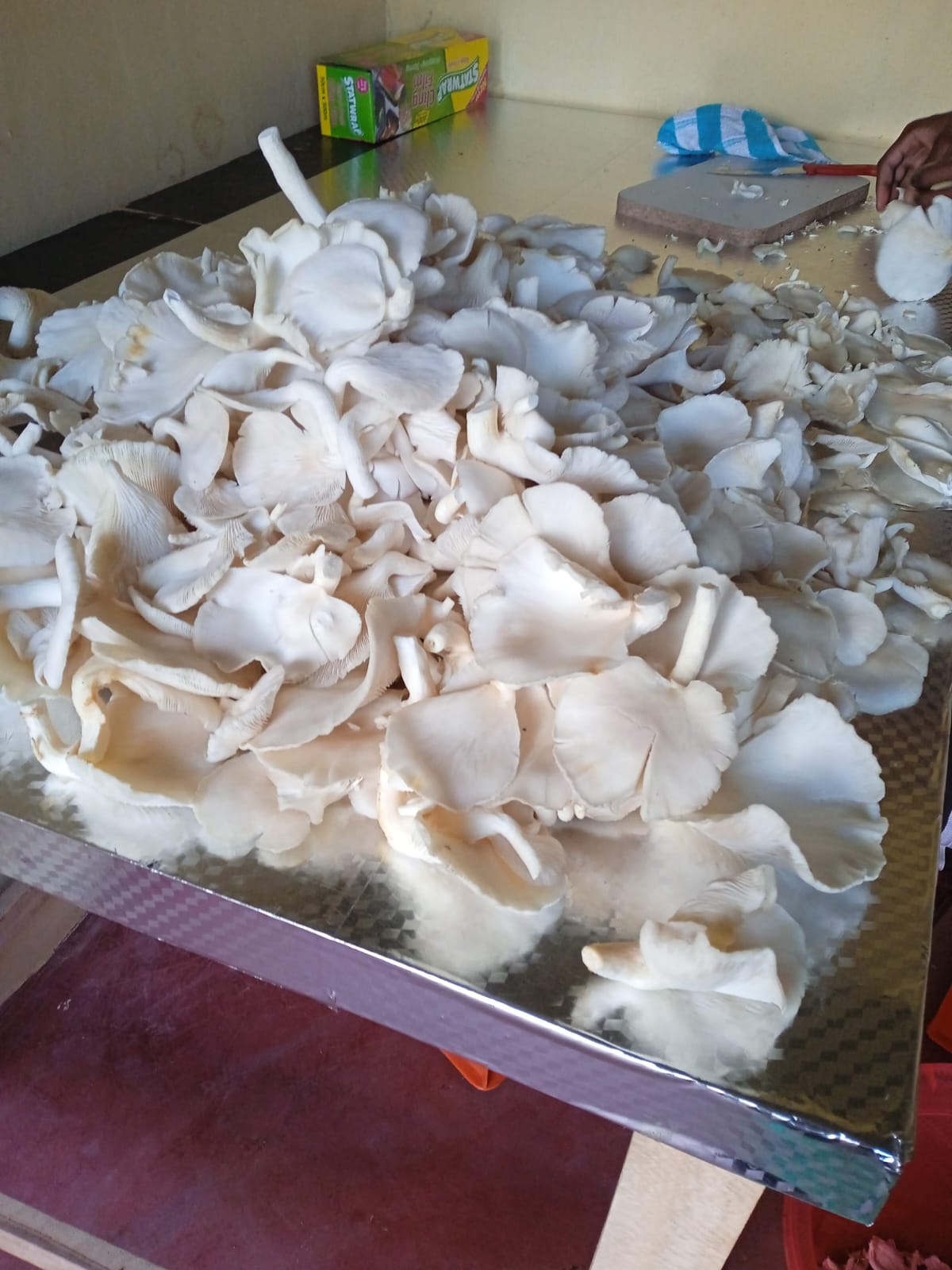 Oyester mushroom