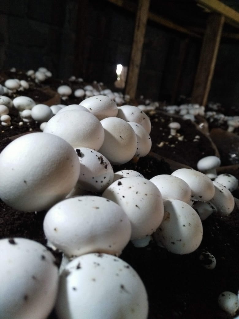 Oyester mushroom
