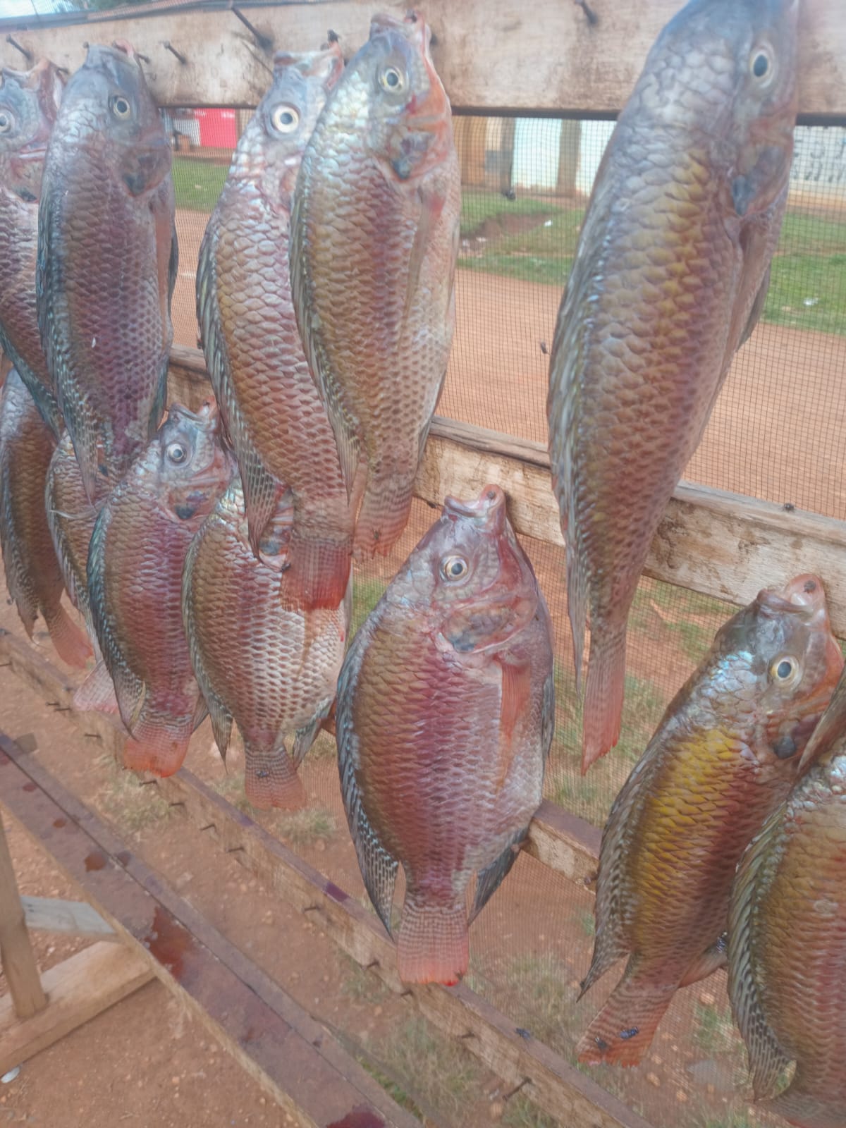 Fresh Tilapia