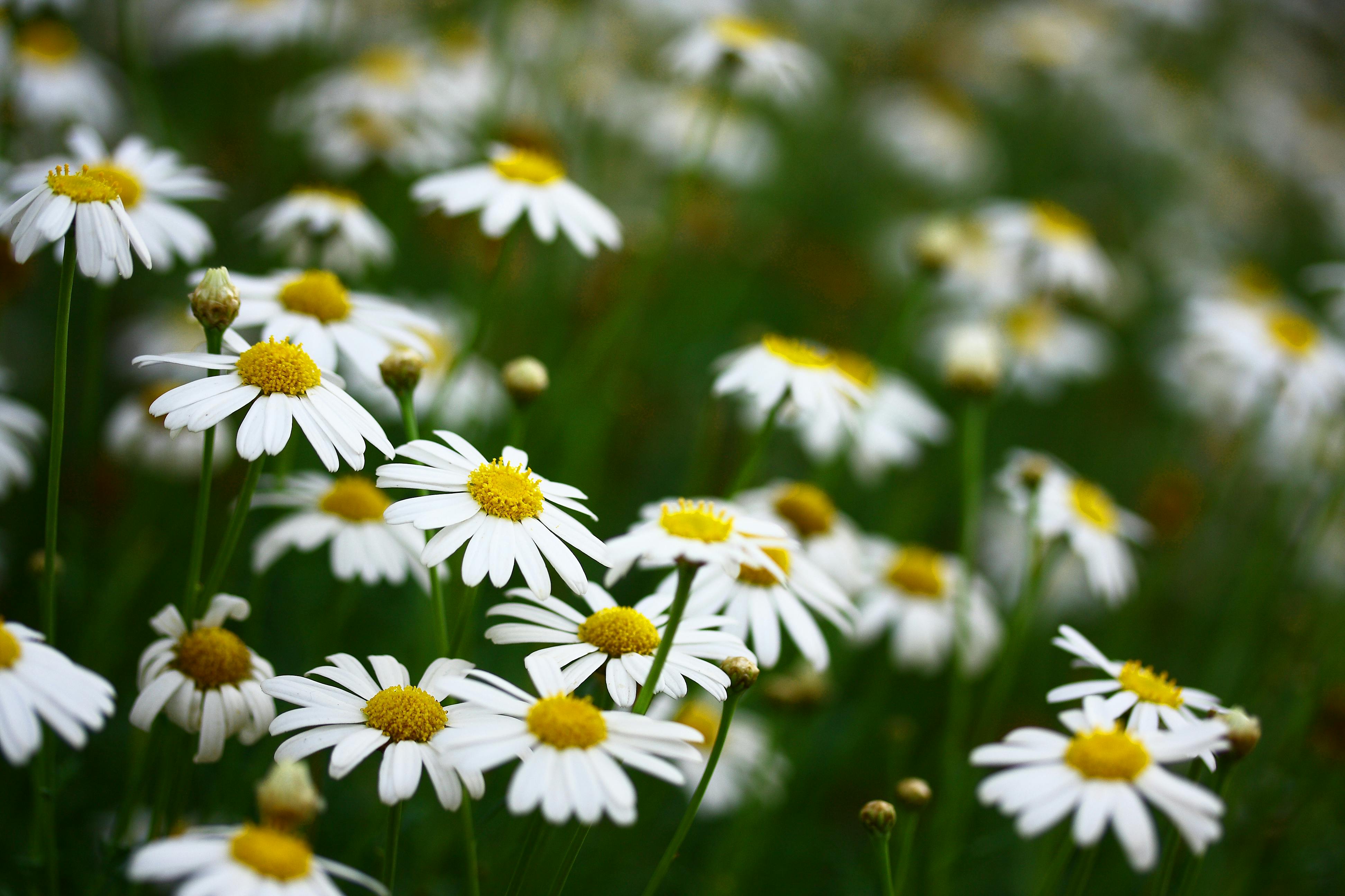 Chamomile Dry Flowers