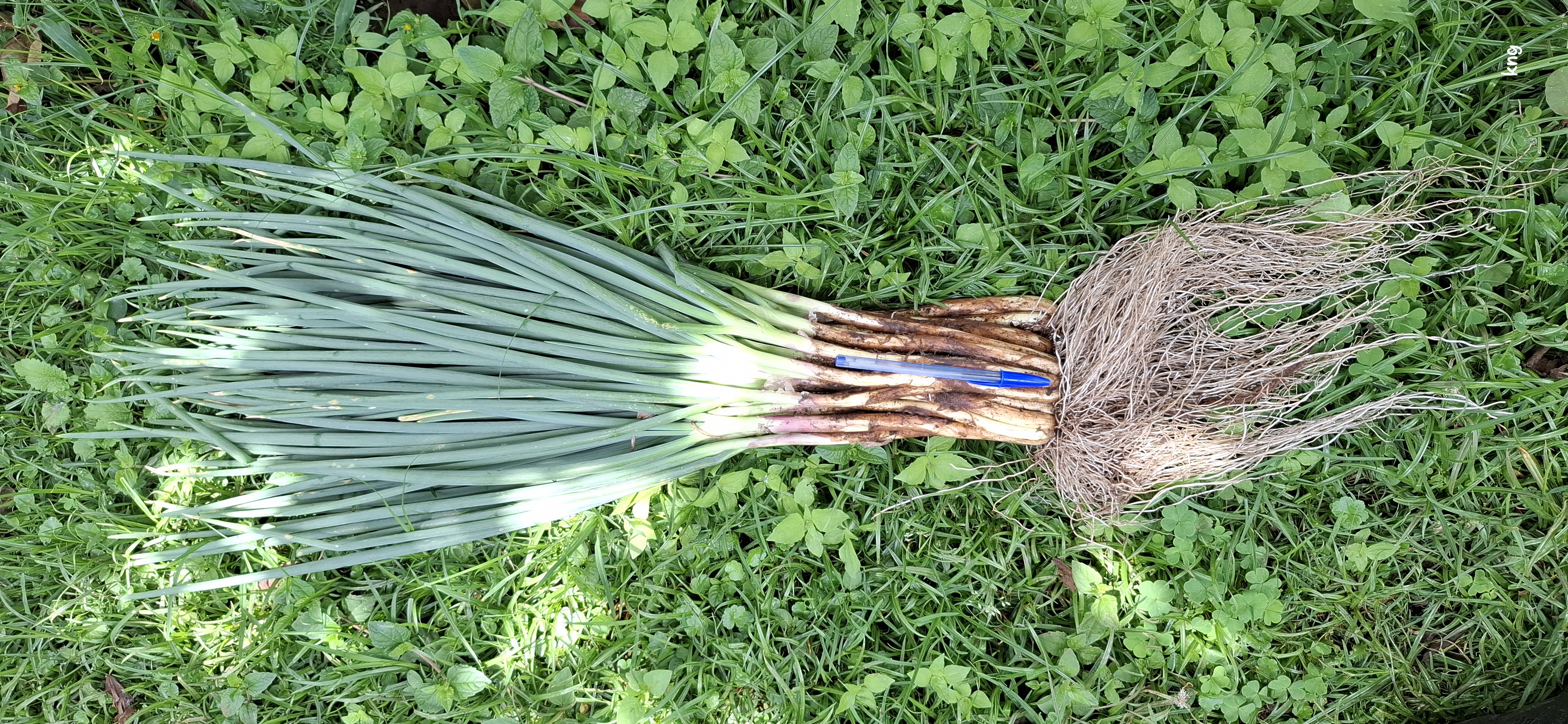 Fresh & high quality Spring Onions (vitunguu vya matawi)