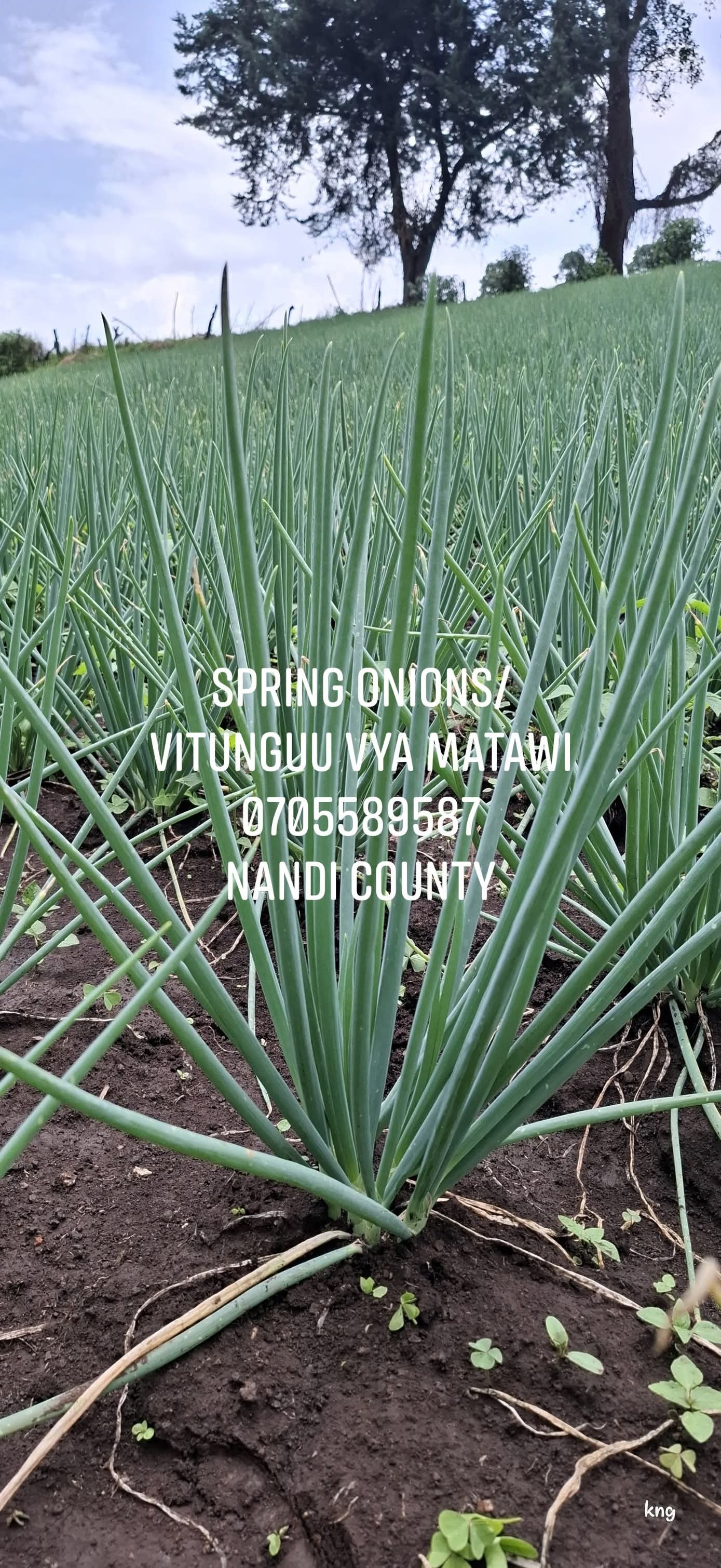 Fresh & high quality Spring Onions (vitunguu vya matawi)