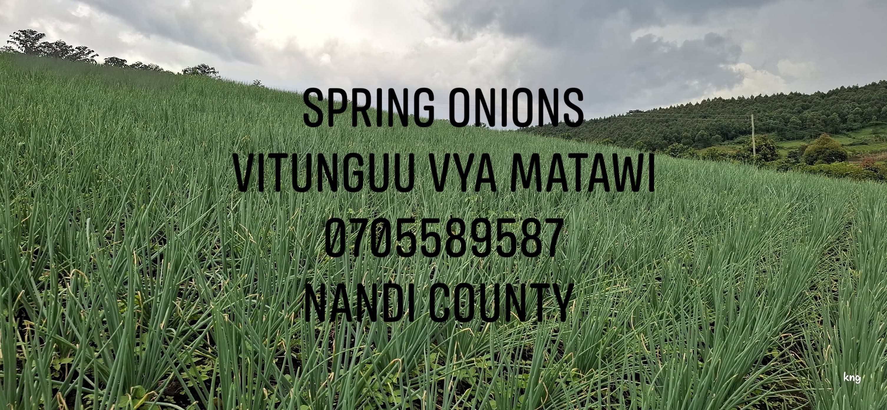 Fresh & high quality Spring Onions (vitunguu vya matawi)