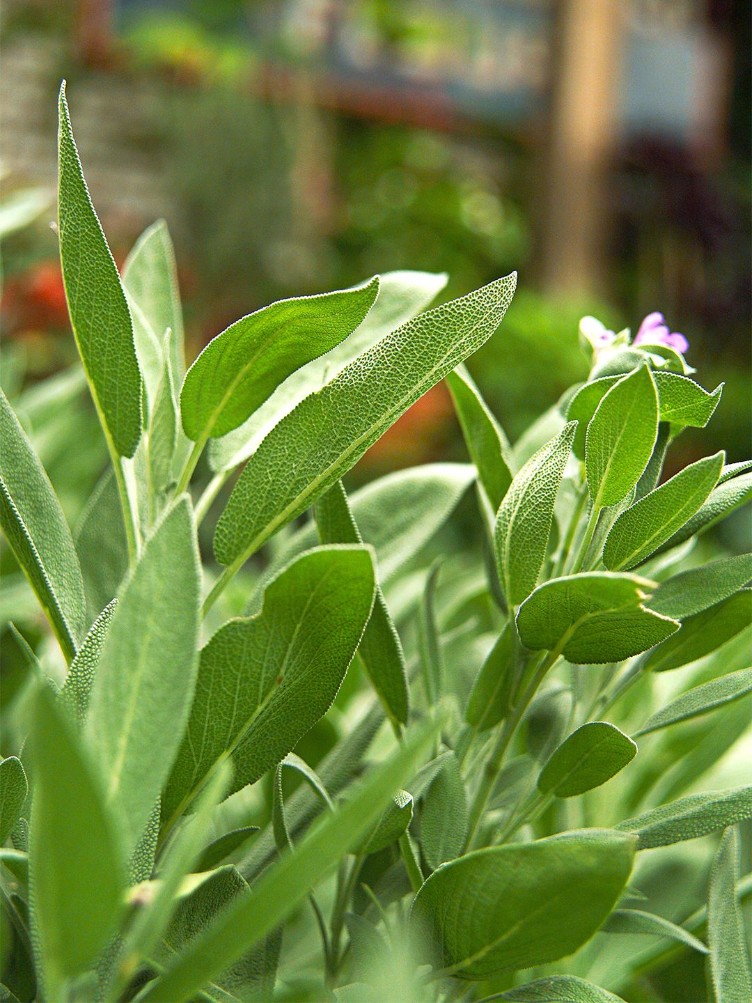 Sage herb (250grams)