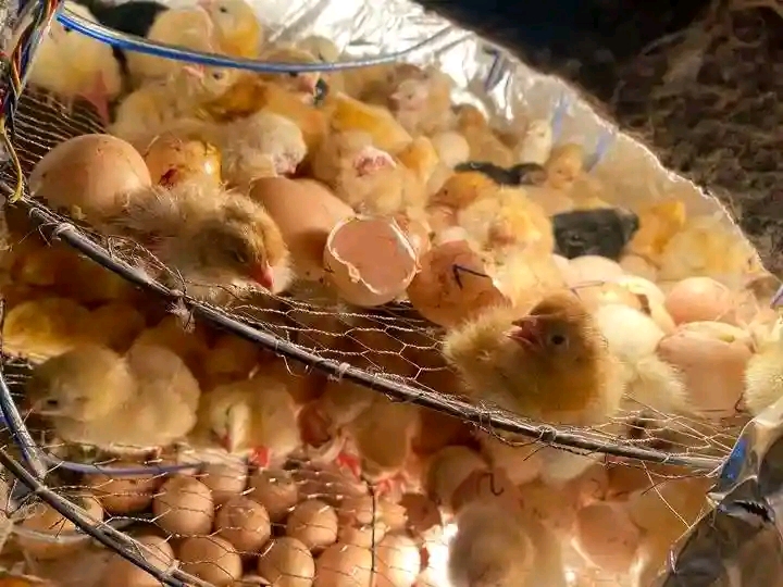 Homemade incubators