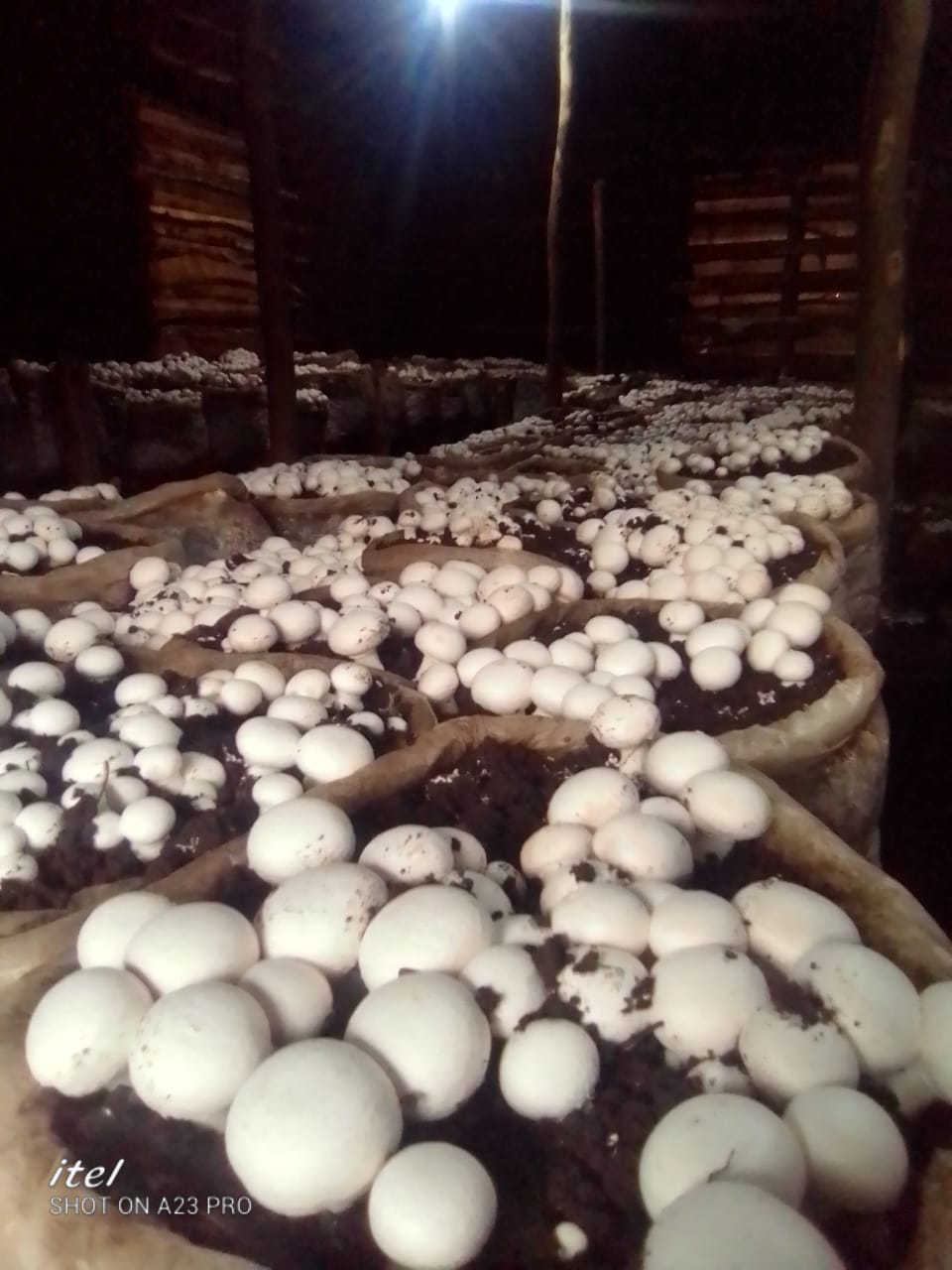 MUSHROOM POWDER- BUTTON