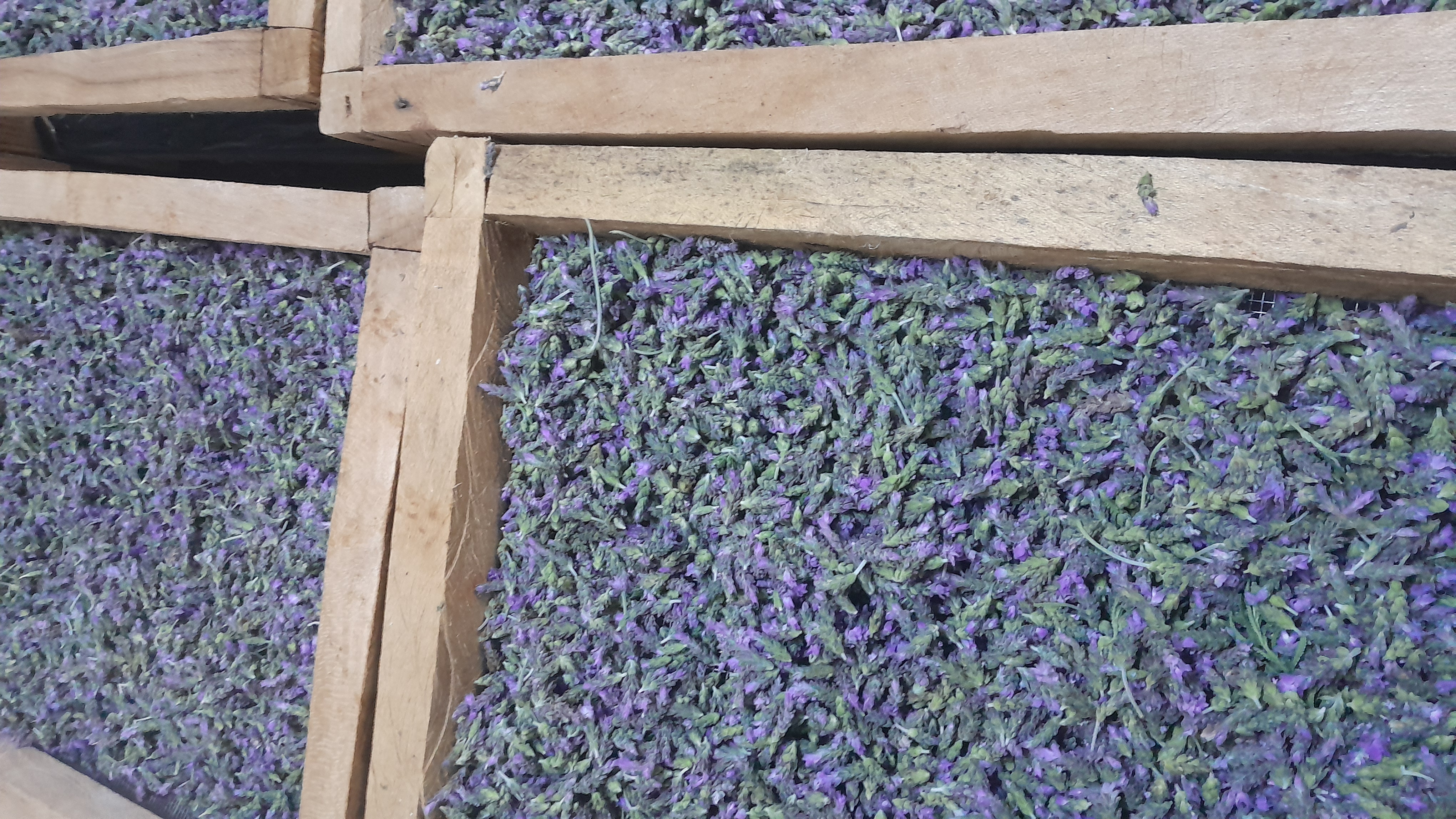 LAVENDER FLOWERS DRY