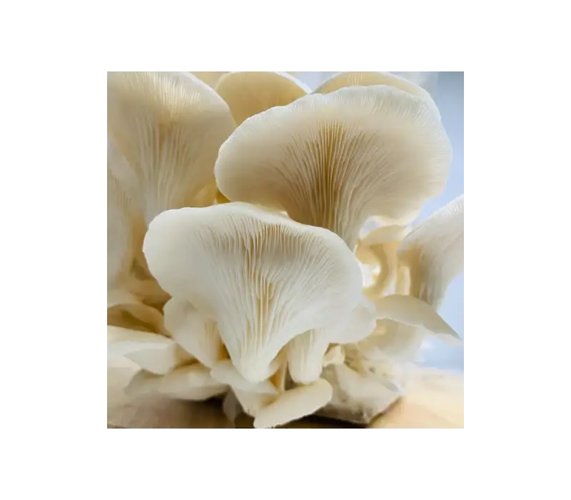 Oyster Mushrooms